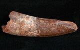 Large, Quality Spinosaurus Tooth #11990-1